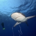 shark_silky_far_jar_v_0432_cub5506.jpg